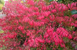 Euonymus compactus alatus